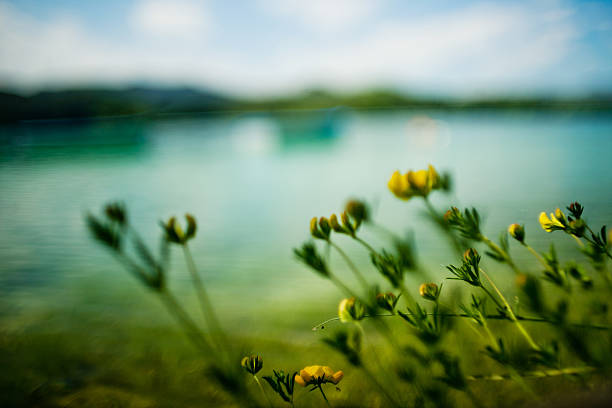 istock Banyoles lake and flowers 182793398