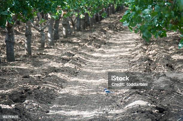 Foto de Walnut Ave Sob Árvores e mais fotos de stock de Agricultura - Agricultura, Animal, Califórnia