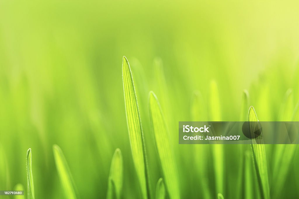 Fundo de primavera de grama fresca - Foto de stock de Amarelo royalty-free