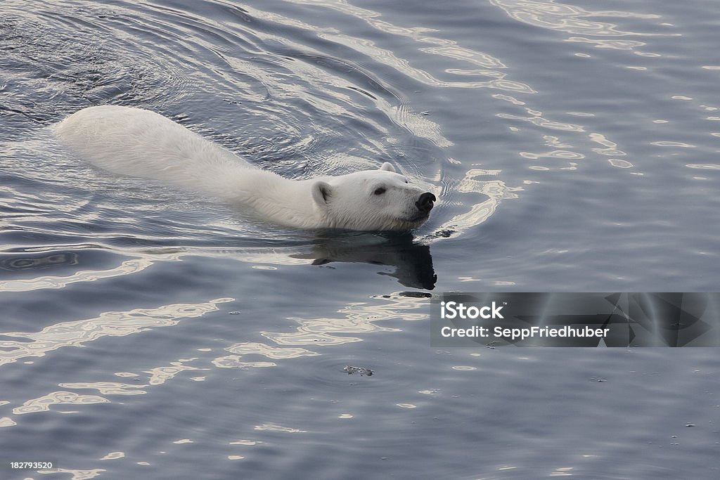 ネコスウィミングの北極 ozean - クマのロイヤリティフリーストックフォト