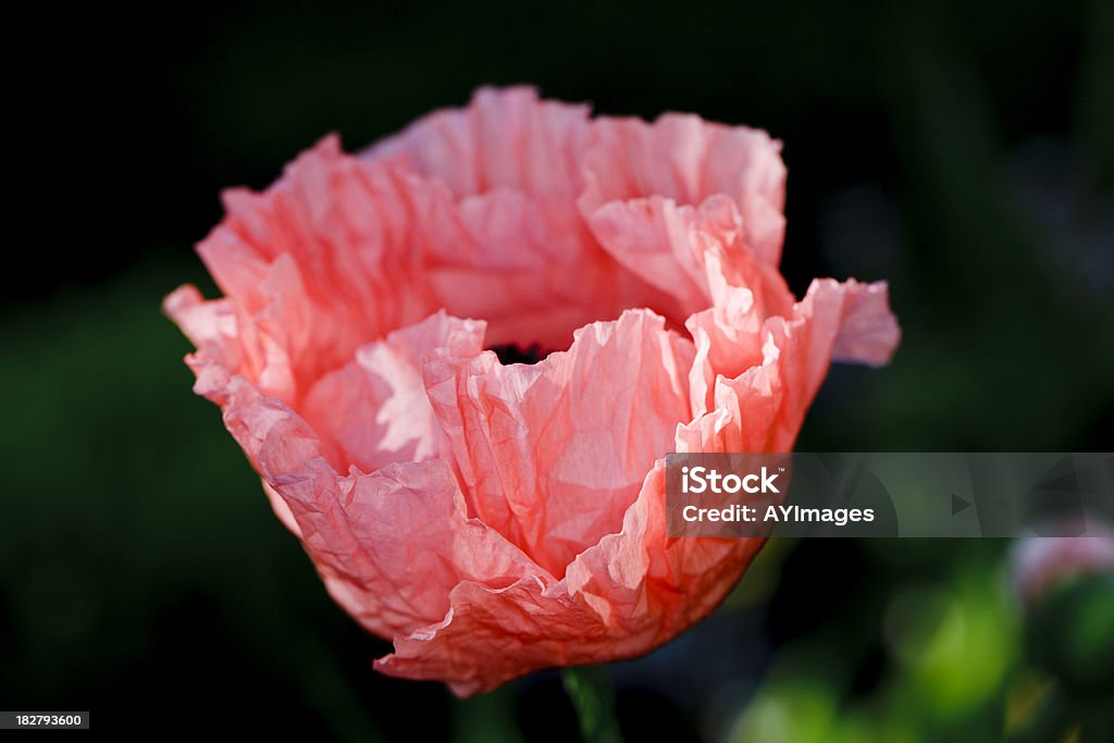 Poppy "Helen Elizabeth” (Papaver orientale - Foto de stock de Aire libre libre de derechos