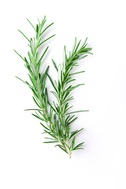 Sprig of Rosemary "Fresh bunch of rosemary with selective focus. Rosemary, part of the mint family, is a strong scented resinous herb used in cooking." rosemary stock pictures, royalty-free photos & images