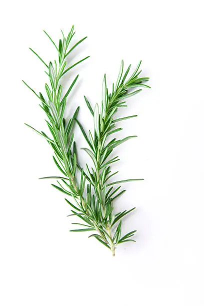 "Fresh bunch of rosemary with selective focus. Rosemary, part of the mint family, is a strong scented resinous herb used in cooking."