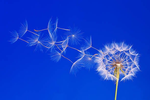 istock Dandelion seeds in the wind against a blue background 182793825