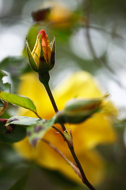 Yellow Rose Bud stock photo