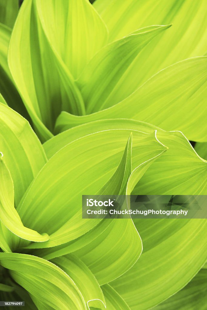 Veratrum viride False helleborine Pflanze Blatt - Lizenzfrei Pflanze Stock-Foto