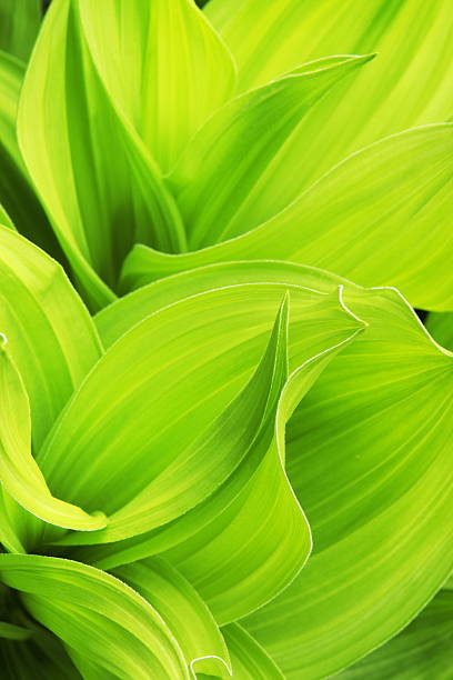 istock False Hellebore Veratrum viride Plant Leaf 182794097