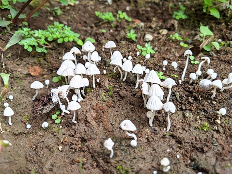 a bunch of small white mushrooms