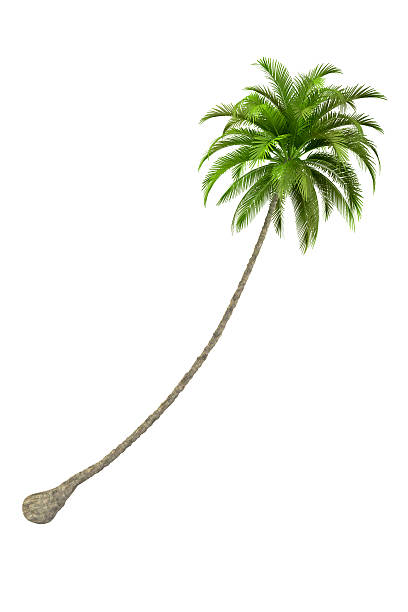 Palm Tree Render Isolated on Pure White Background (XXXL) stock photo