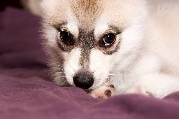 istock Sweet little puppy 182794425