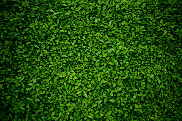 fond vert - mur photos et images de collection