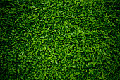 istock Background comprised of small green leaves 182794428