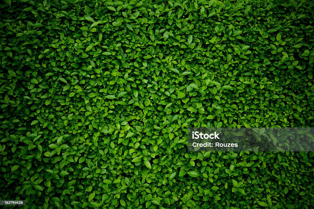 Background comprised of small green leaves Green Floral Background Leaf Stock Photo