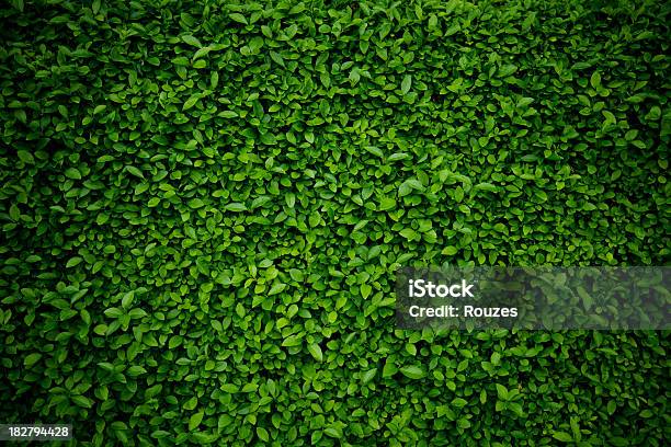 Background Comprised Of Small Green Leaves Stock Photo - Download Image Now - Leaf, Backgrounds, Green Color