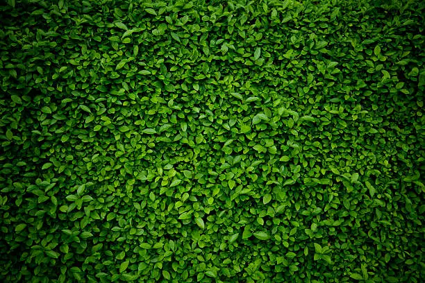 Photo of Background comprised of small green leaves