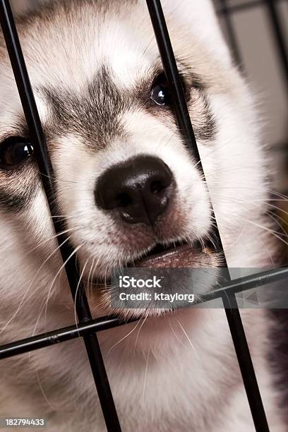 Szczeniak Patrzy Przez Skrzynia Bary - zdjęcia stockowe i więcej obrazów Pies husky - Pies husky, Adopcja zwierząt, Biały