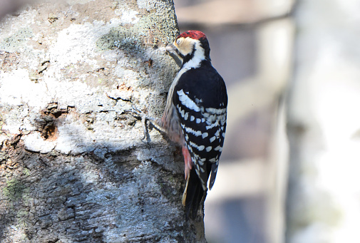 White-backed Woodpecker perched on a tree in Hokkaido.