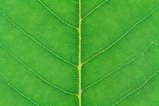 leaf macro shot