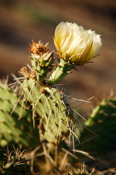 cactus figuera de moro en flor - single flower flower desert new mexico fotografías e imágenes de stock
