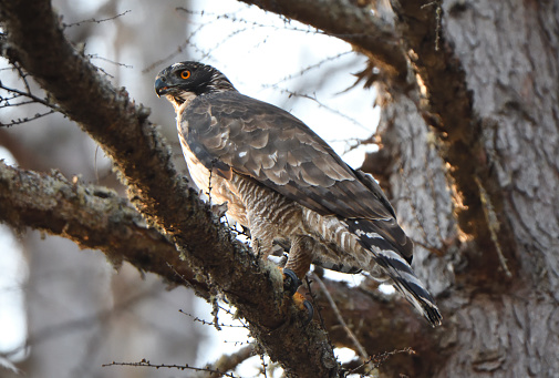 Mountain Hawk-eagle perched on a tree in Hokkaido.