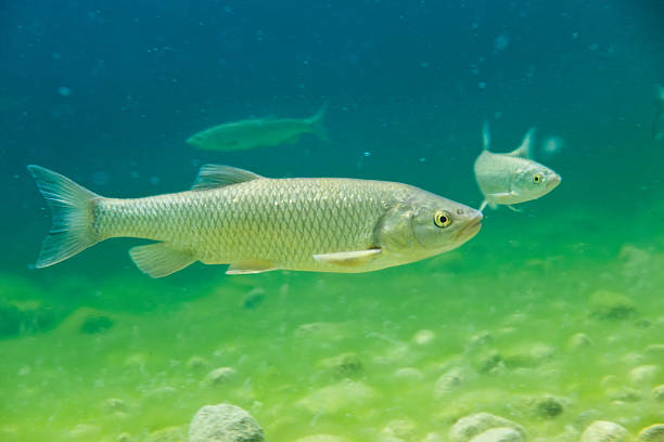 It is a small species of ray-finned fish species in the family Cyprinidae. Specimens from the river Guadiana in Spain.