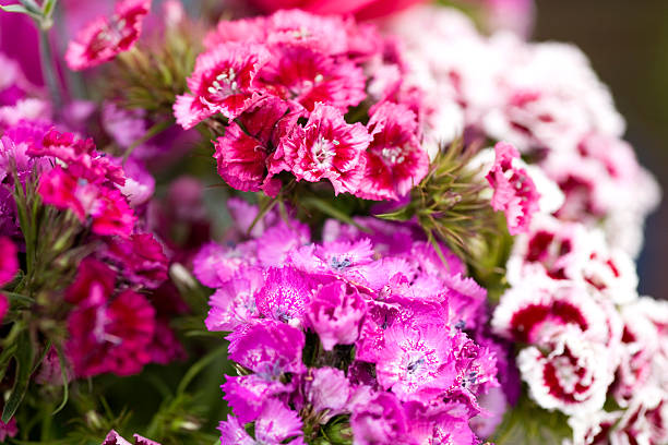 Sweet William Bouquet