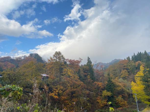 istock Tree and blue sky of Japan 1827955713
