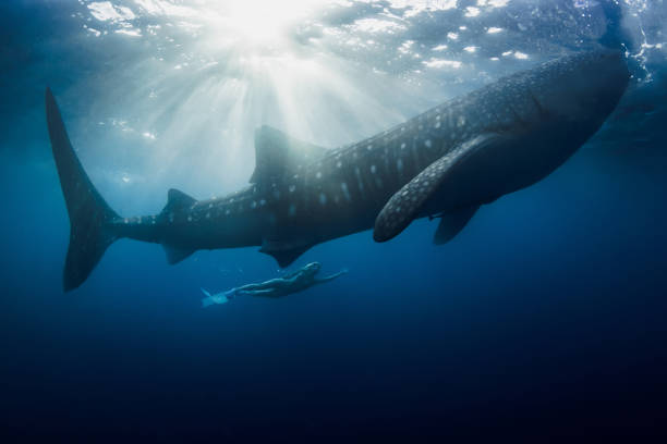 istock Whale shark with sun rays in blue ocean. 1827955719