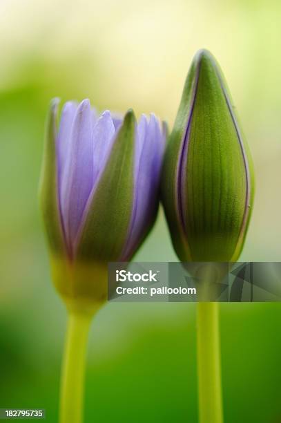 Foto de Roxo Lotus e mais fotos de stock de Beleza - Beleza, Beleza natural - Natureza, Cabeça da flor