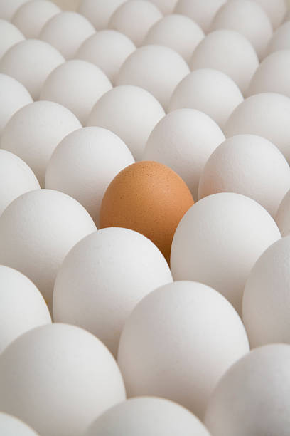 istock Brown egg in a field of white eggs 182795742