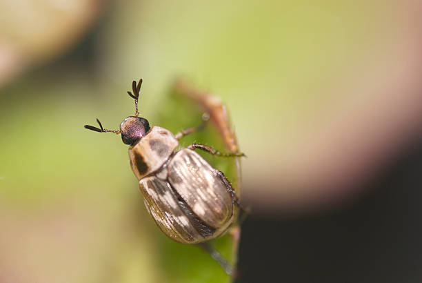Beetle stock photo