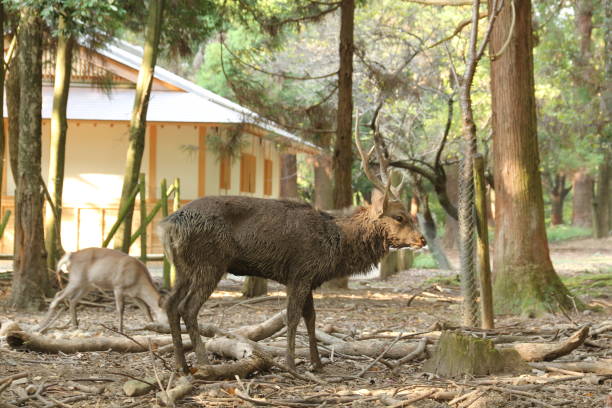 istock Cute wild sika deer in Nara, Japan 1827959860