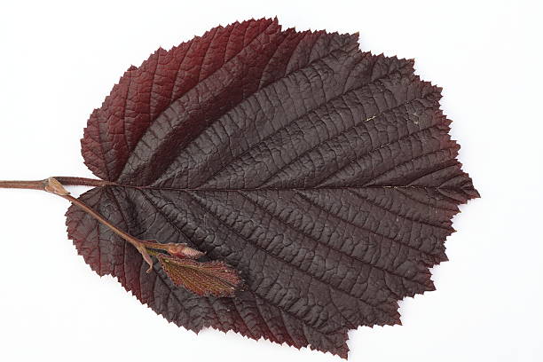 Maroon leaf of hazel on white background.
