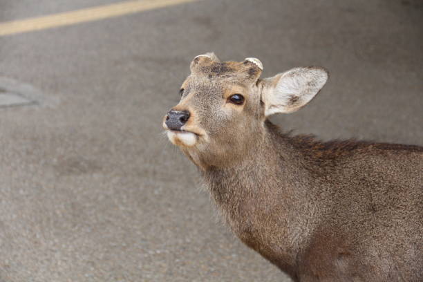 istock Cute wild sika deer in Nara, Japan 1827960377