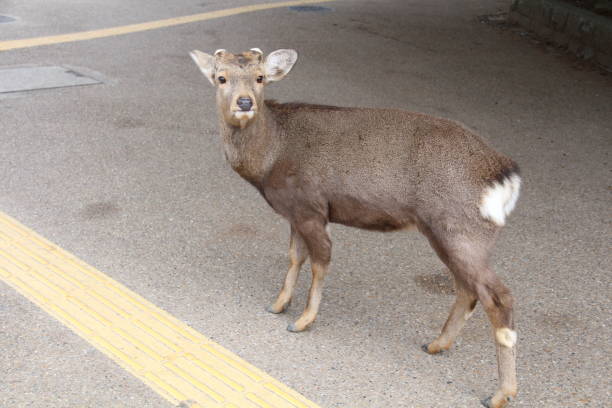 istock Cute wild sika deer in Nara, Japan 1827960382