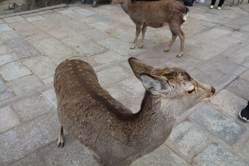 Cute wild sika deer in Nara, Japan