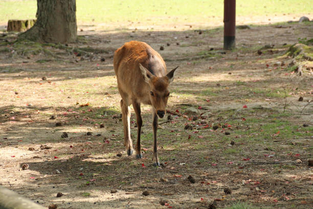istock Cute wild sika deer in Nara, Japan 1827960901