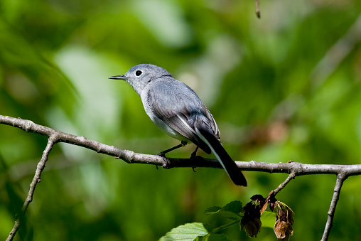A Blue-gray Gnatcatcher (Polioptila caerulea) perched on a tree branch.  Muted green background.