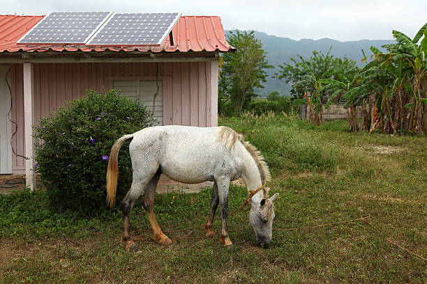 poverty in Romania countryside village, mud houses and white horse grazing on dry grass