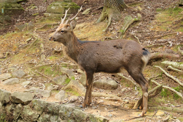 istock Cute wild sika deer in Nara, Japan 1827961951