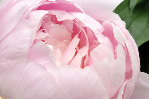 Large pink peony flower close up. For more flowers (click