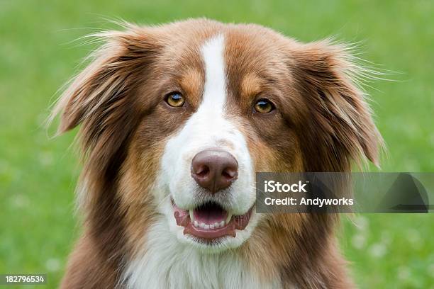 Freundliche Australischer Shepherd Stockfoto und mehr Bilder von Hund - Hund, Nah, Vorderansicht