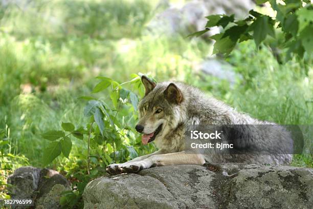 Timberwolf Resting Stock Photo - Download Image Now - Gray Wolf, Springtime, Animal