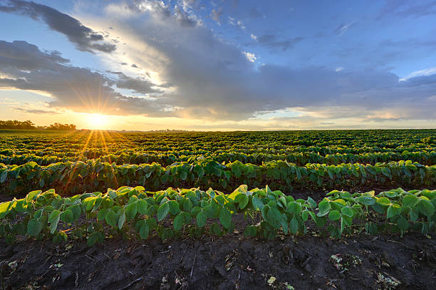 champ de soja au lever du soleil. - farm fields photos et images de collection