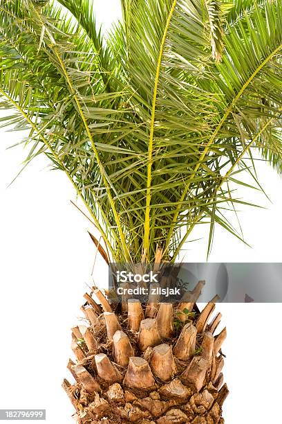 Palm Tree Isolated On White Stock Photo - Download Image Now - Canary Island Date Palm, Close-up, Cut Out