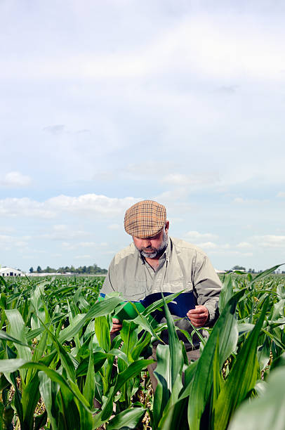 istock Agricultural researcher in a cornfield 182797007