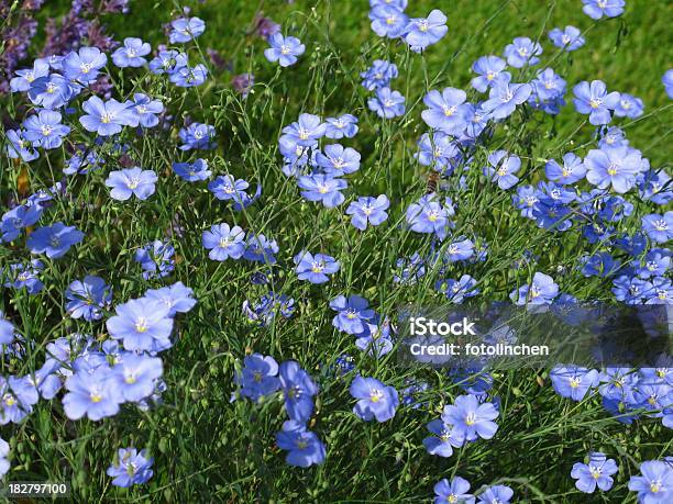 Linum Usitatissimumcommon Lein Stockfoto und mehr Bilder von Blau - Blau, Blume, Blüte