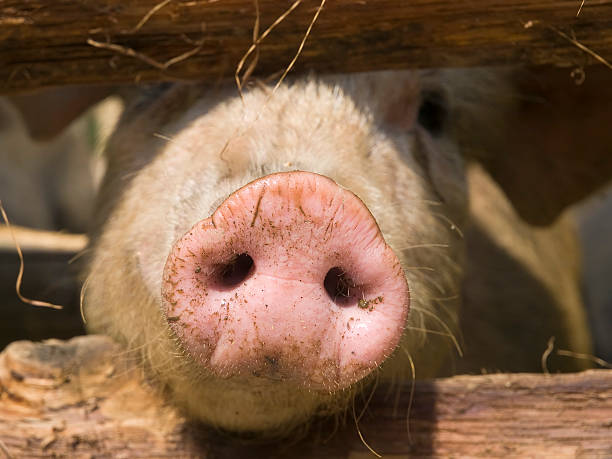 istock Swine kiss 182797153