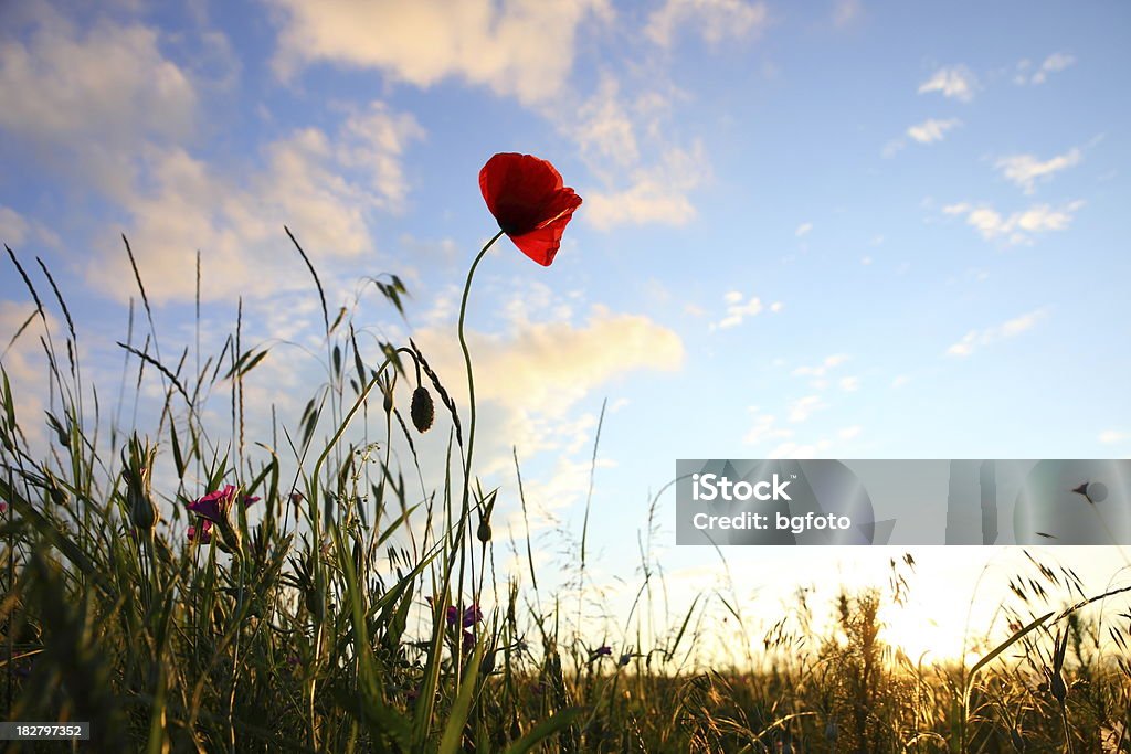 Poppies in Cereal Field at Sunset Poppies in cereal field at sunset. Agricultural Field Stock Photo