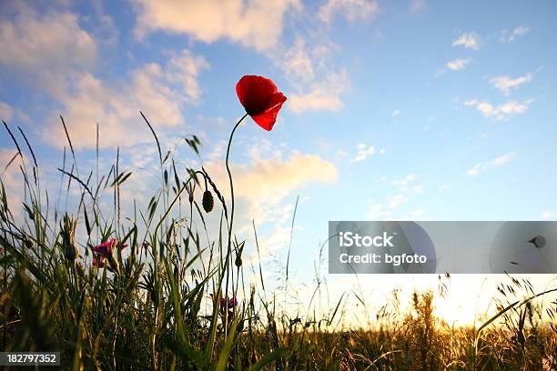 Poppies In Cereal Field At Sunset Stock Photo - Download Image Now - Agricultural Field, Beauty In Nature, Blue